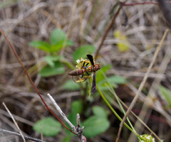 Polistes bahamensis