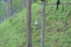 Semnopithecus schistaceus