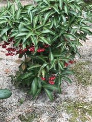 Ardisia crenata