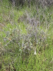 Eriogonum nudum psychicola