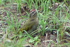 Picus squamatus