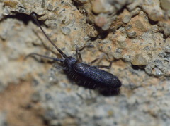 Pogonognathellus bidentatus