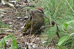 Picus squamatus