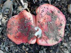 Russula americana