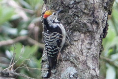 Dendrocoptes auriceps