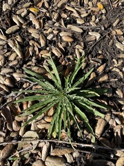 Erysimum capitatum angustatum