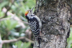 Dendrocoptes auriceps