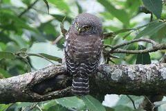 Glaucidium cuculoides