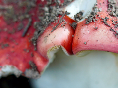 Russula americana