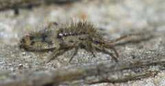 Entomobrya quadrilineata