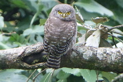 Glaucidium cuculoides