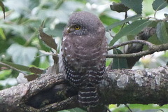 Glaucidium cuculoides