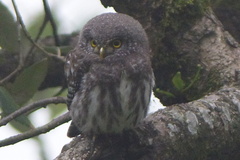 Glaucidium cuculoides