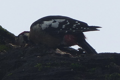 Dendrocopos himalayensis