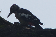 Dendrocopos himalayensis