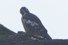 Dendrocopos himalayensis