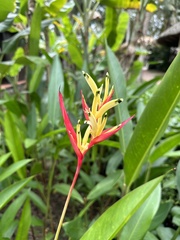 Heliconia psittacorum