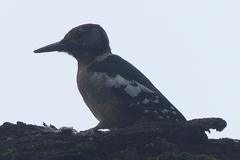 Dendrocopos himalayensis