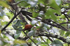 Margarornis squamiger