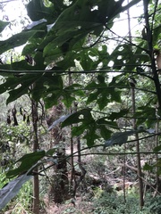 Brachychiton acerifolius