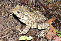 Duttaphrynus himalayanus