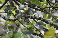 Margarornis squamiger