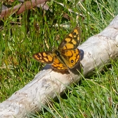 Heteronympha penelope