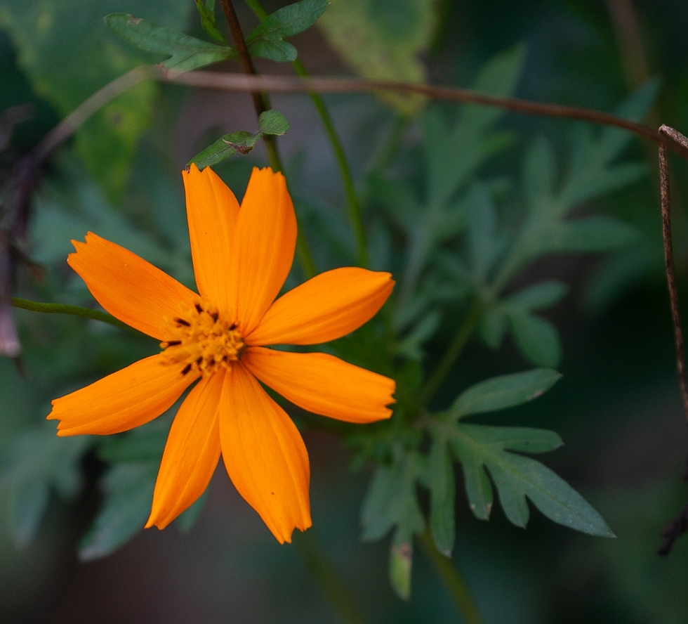 Cosmos sulphureus