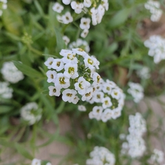 Lobularia maritima