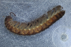 Pseudopolydesmus erasus