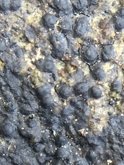 Hydropunctaria maura