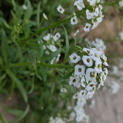 Lobularia maritima