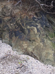 Hydropunctaria maura