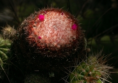 Melocactus ernestii