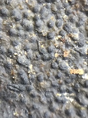 Hydropunctaria maura