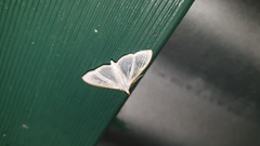 Palpita margaritacea