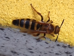 Phalerimeris phalerata