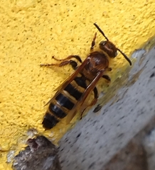 Phalerimeris phalerata