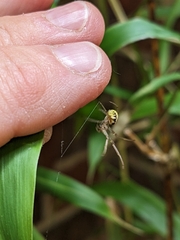 Phonognatha graeffei