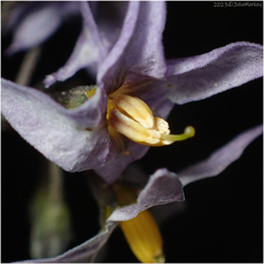 Solanum douglasii