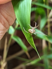 Phonognatha graeffei