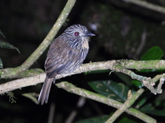 Malacoptila fulvogularis