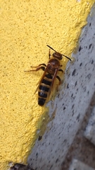 Phalerimeris phalerata