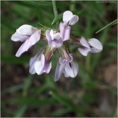 Bituminaria bituminosa
