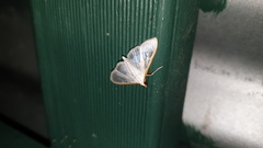 Palpita margaritacea