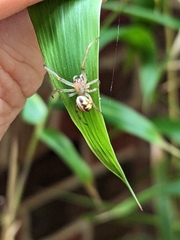 Phonognatha graeffei