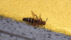 Phalerimeris phalerata