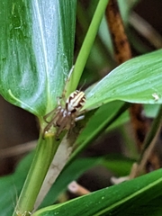 Phonognatha graeffei