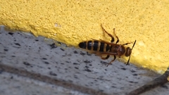 Phalerimeris phalerata