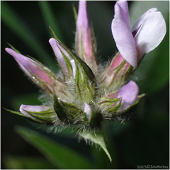 Bituminaria bituminosa